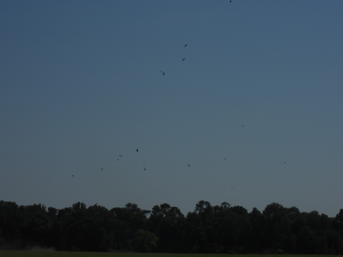 Mississippi Kite - ML621709388