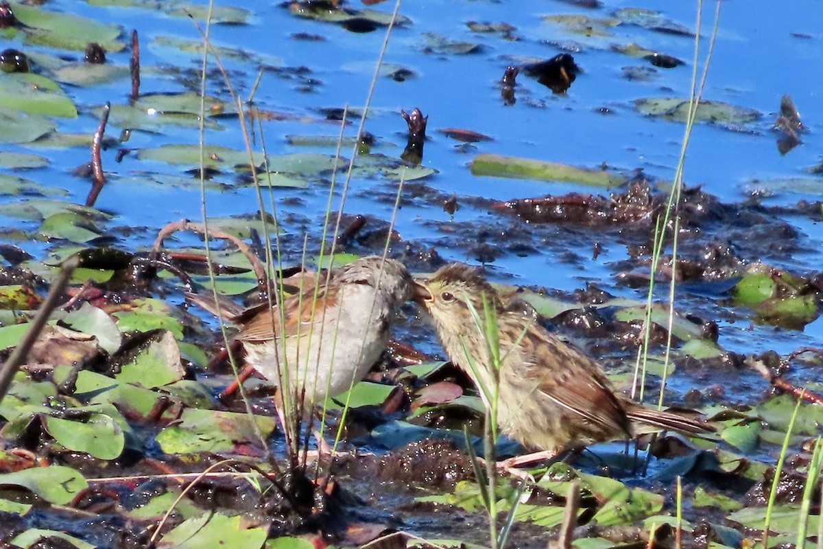 Swamp Sparrow - ML621709435