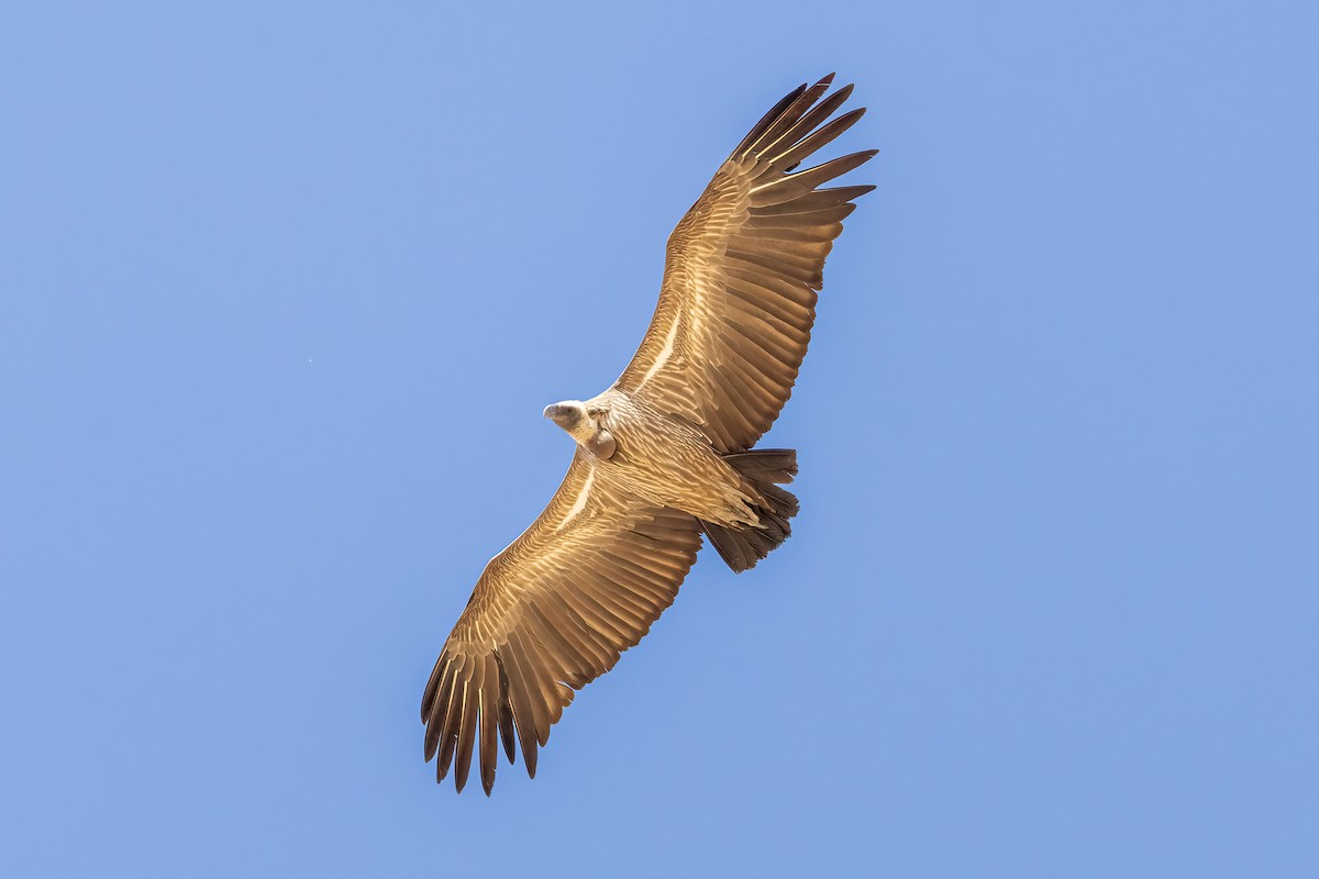 White-backed Vulture - ML621709524