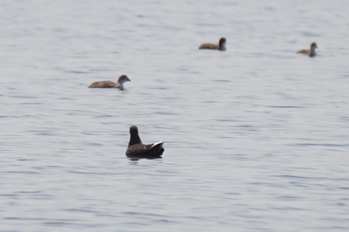 Franklin's Gull - ML621709560