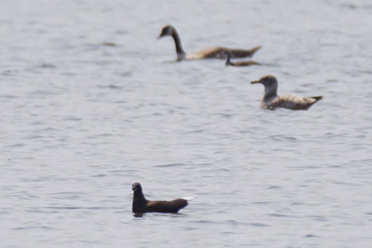 Franklin's Gull - ML621709563