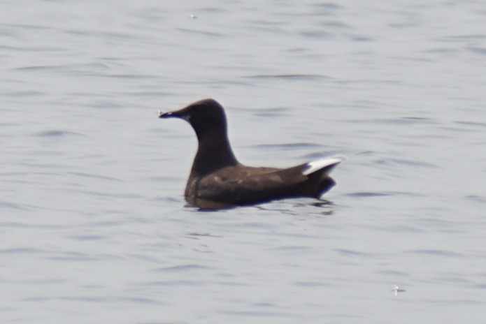 Franklin's Gull - ML621709564