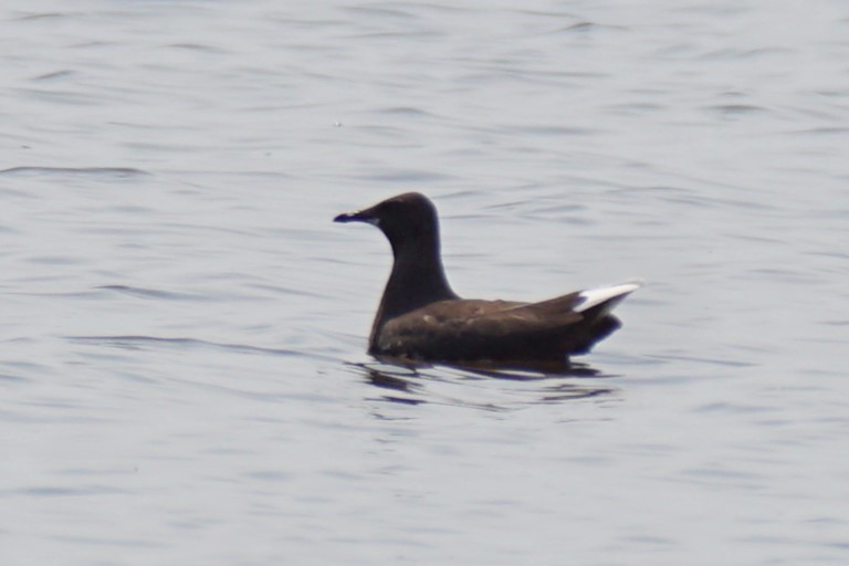 Franklin's Gull - ML621709565