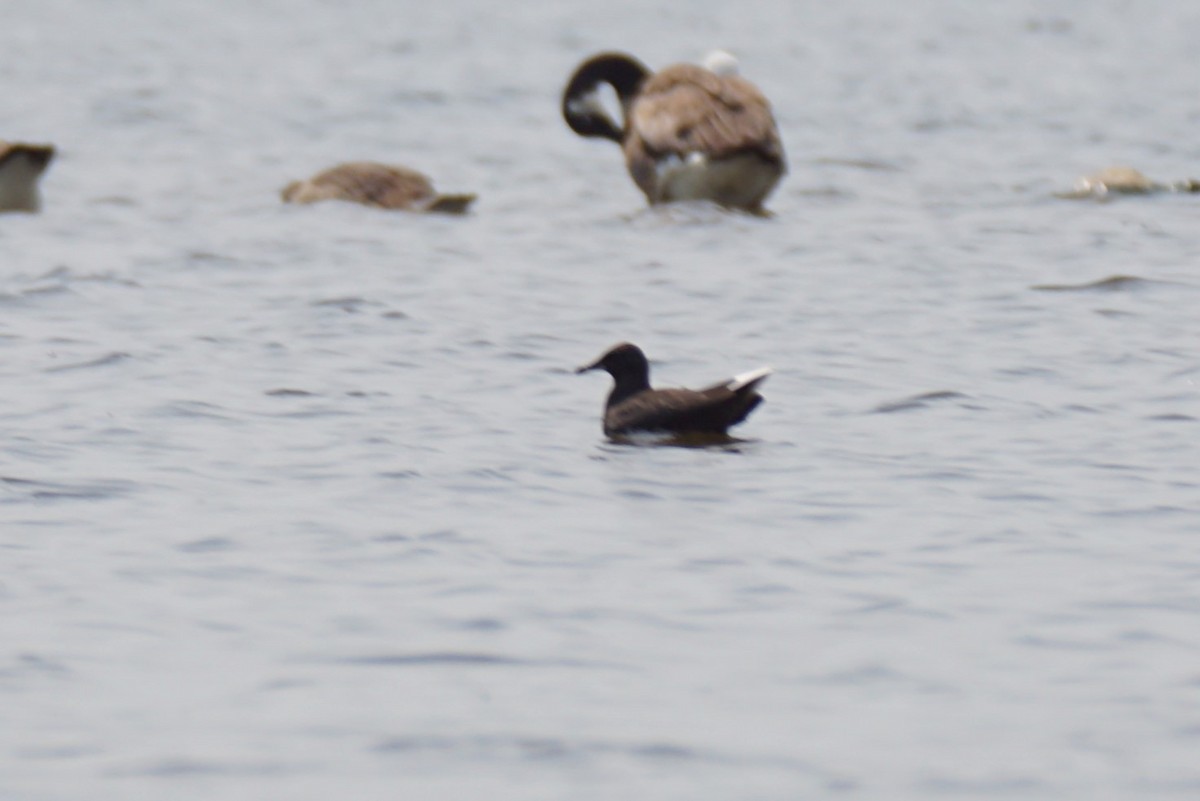 Franklin's Gull - ML621709566