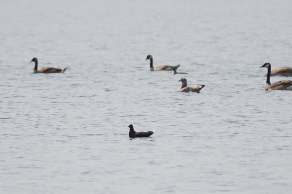 Franklin's Gull - ML621709567