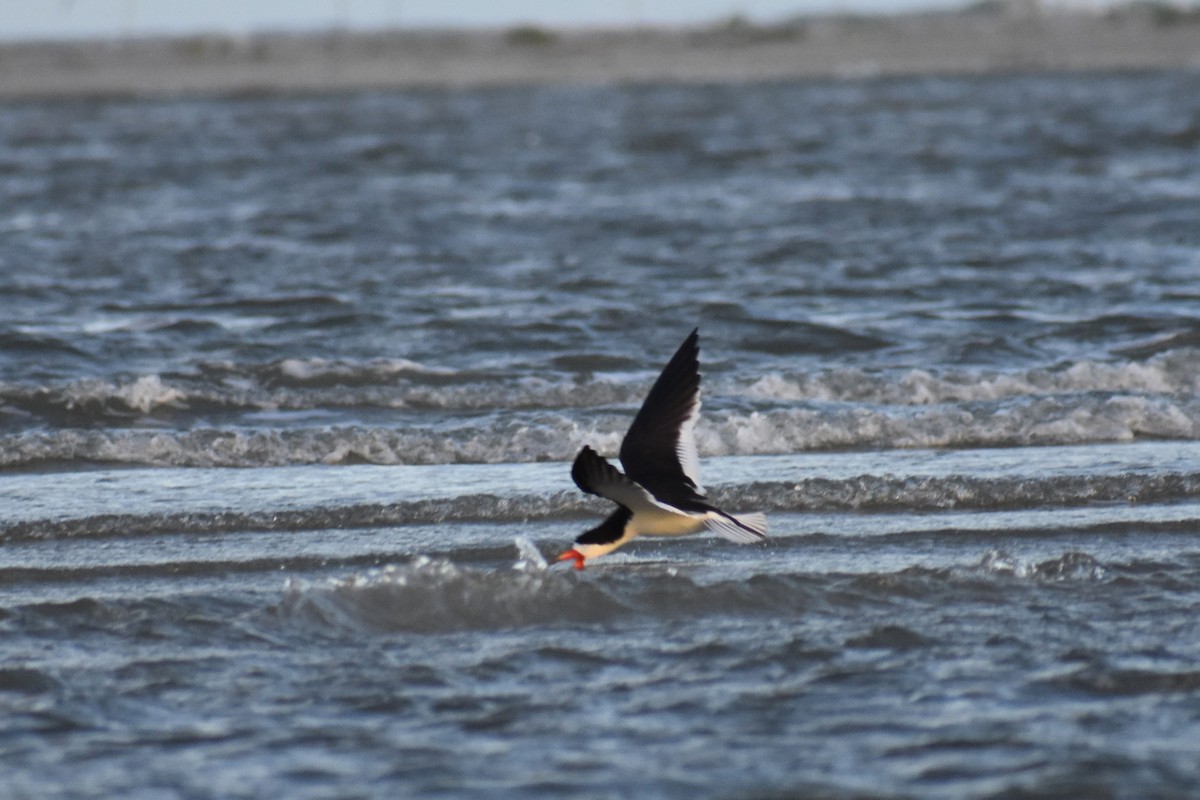 Black Skimmer - ML621709580