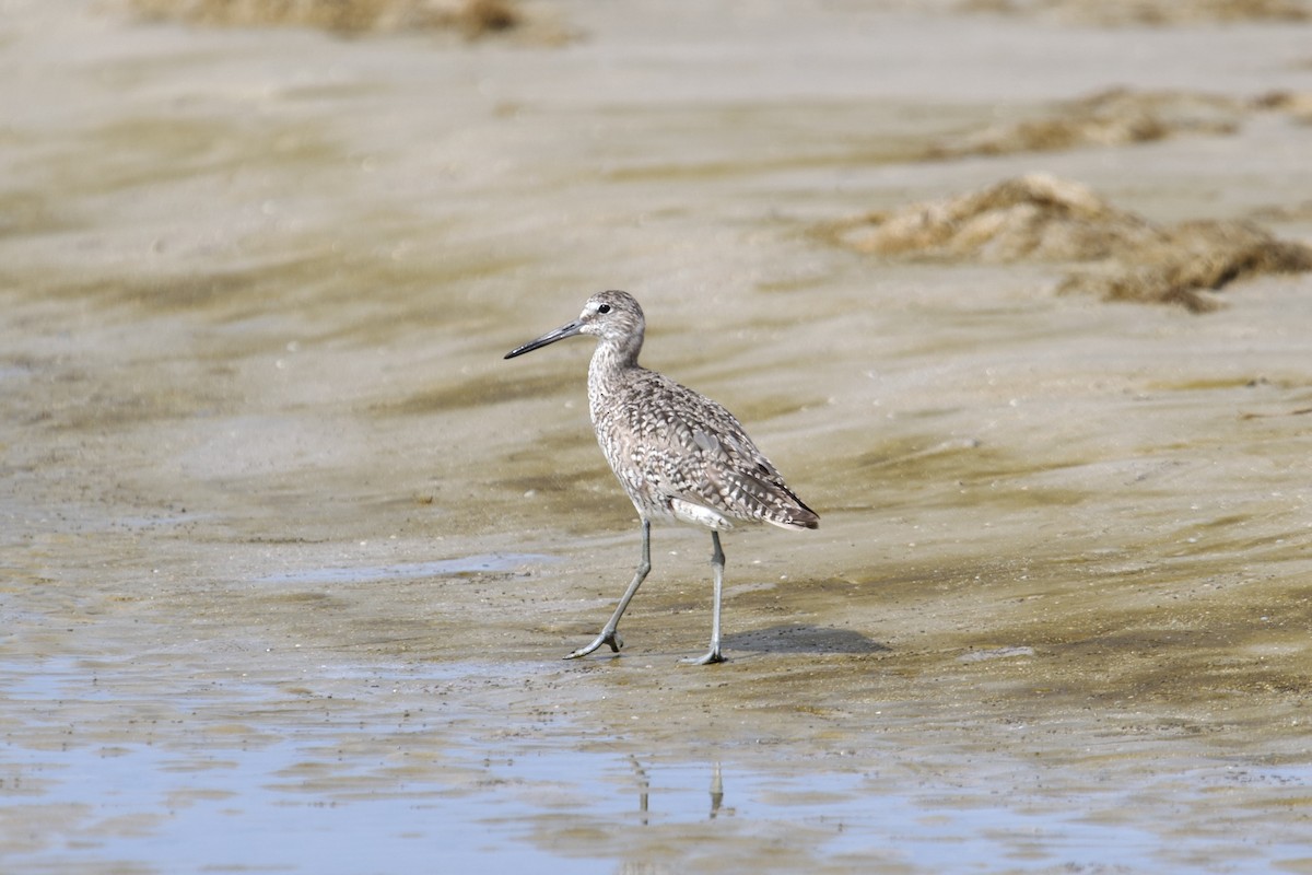 Willet - ML621709608