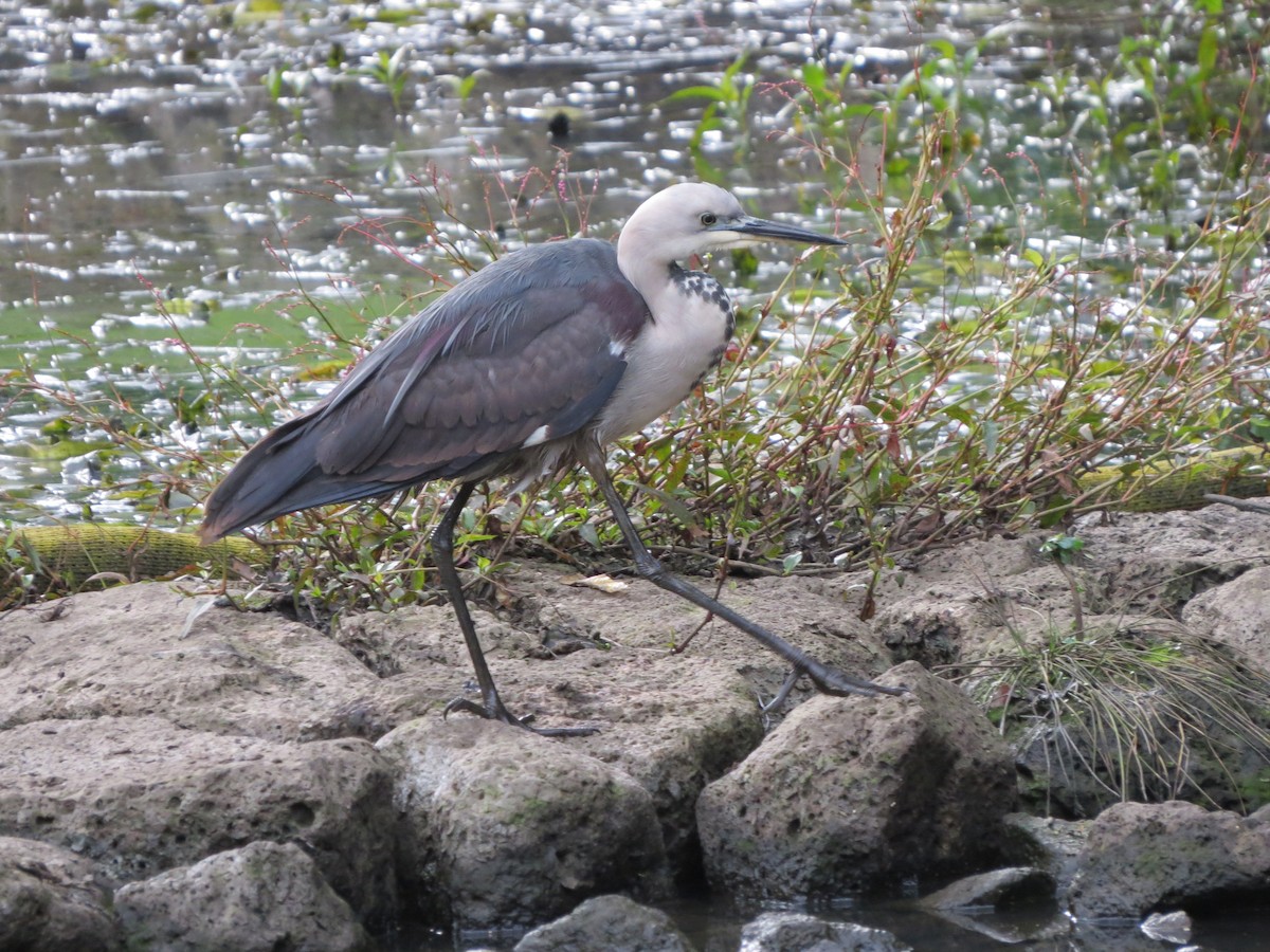 Pacific Heron - ML62170961