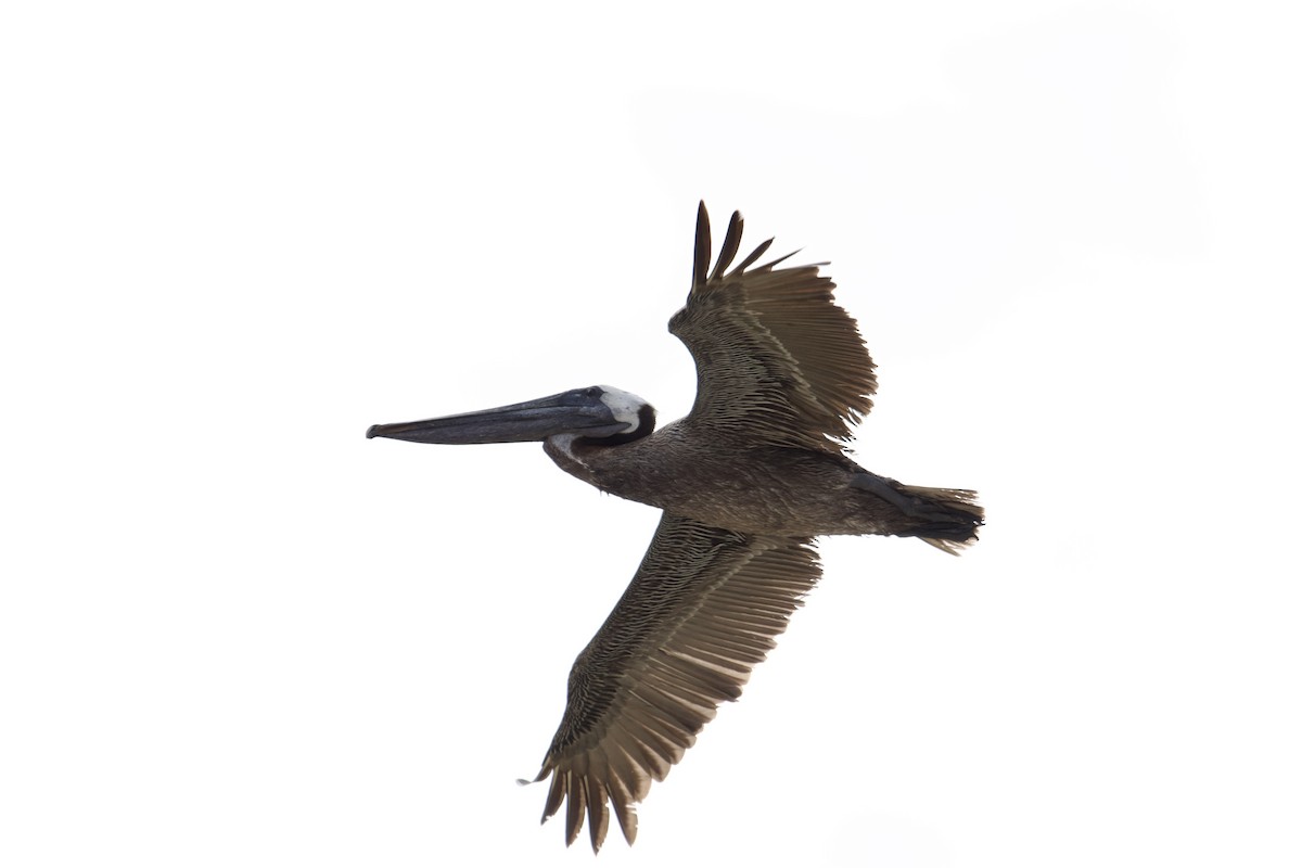Brown Pelican - ML621709619