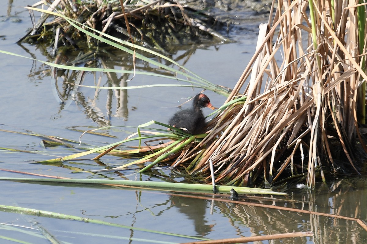 Common Gallinule - ML621709649