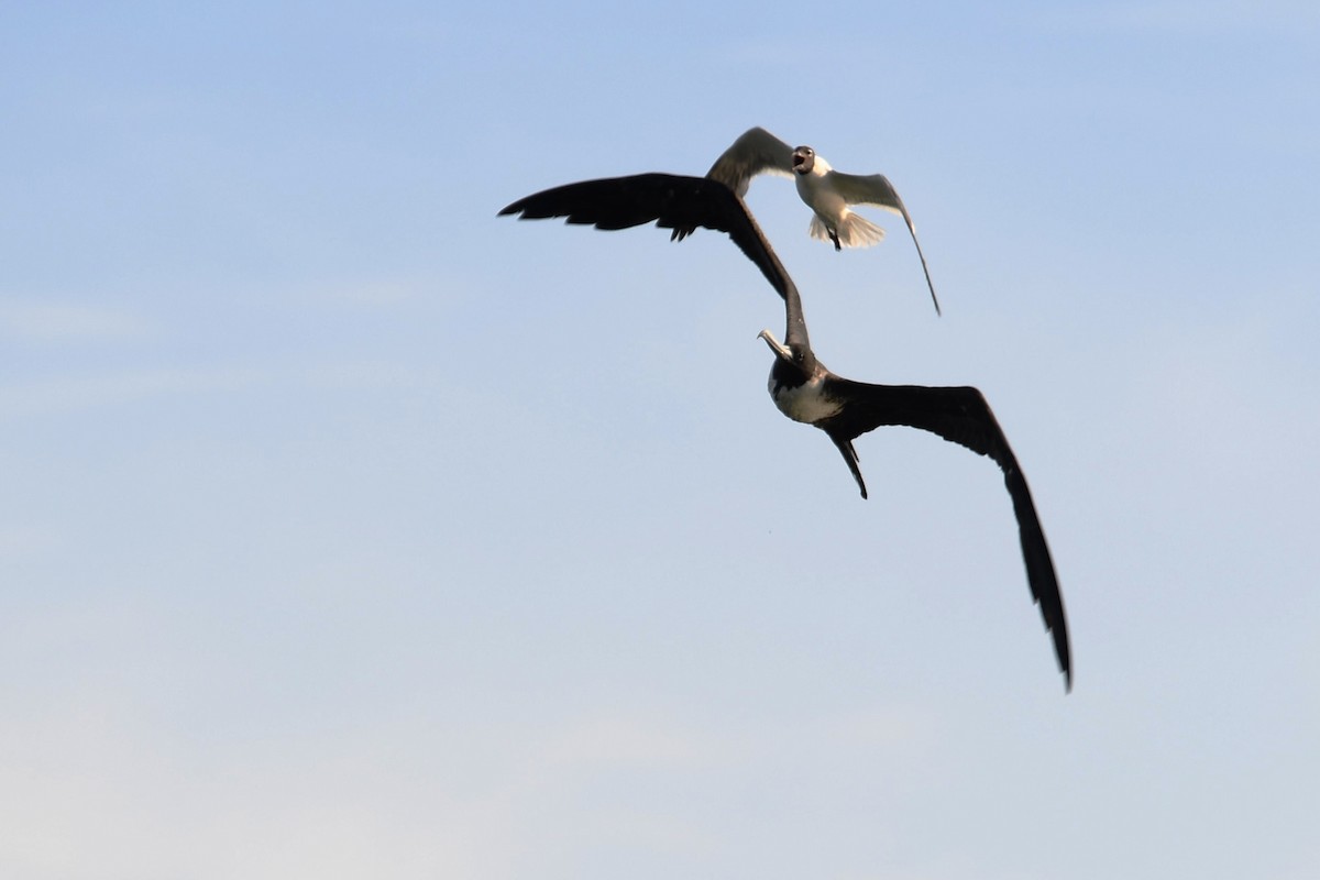 Magnificent Frigatebird - ML621709661