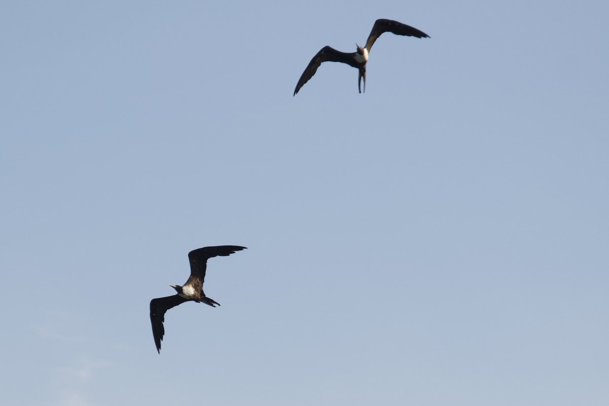 Magnificent Frigatebird - ML621709662