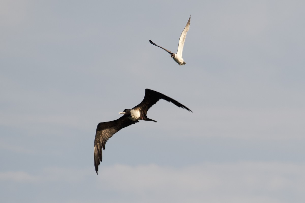 Magnificent Frigatebird - ML621709663