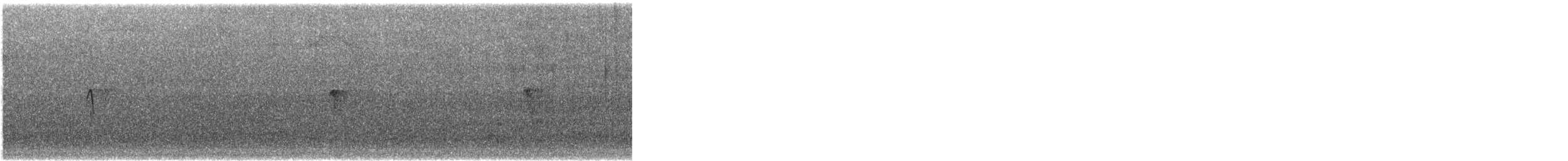 Black Phoebe (Northern) - ML621709667