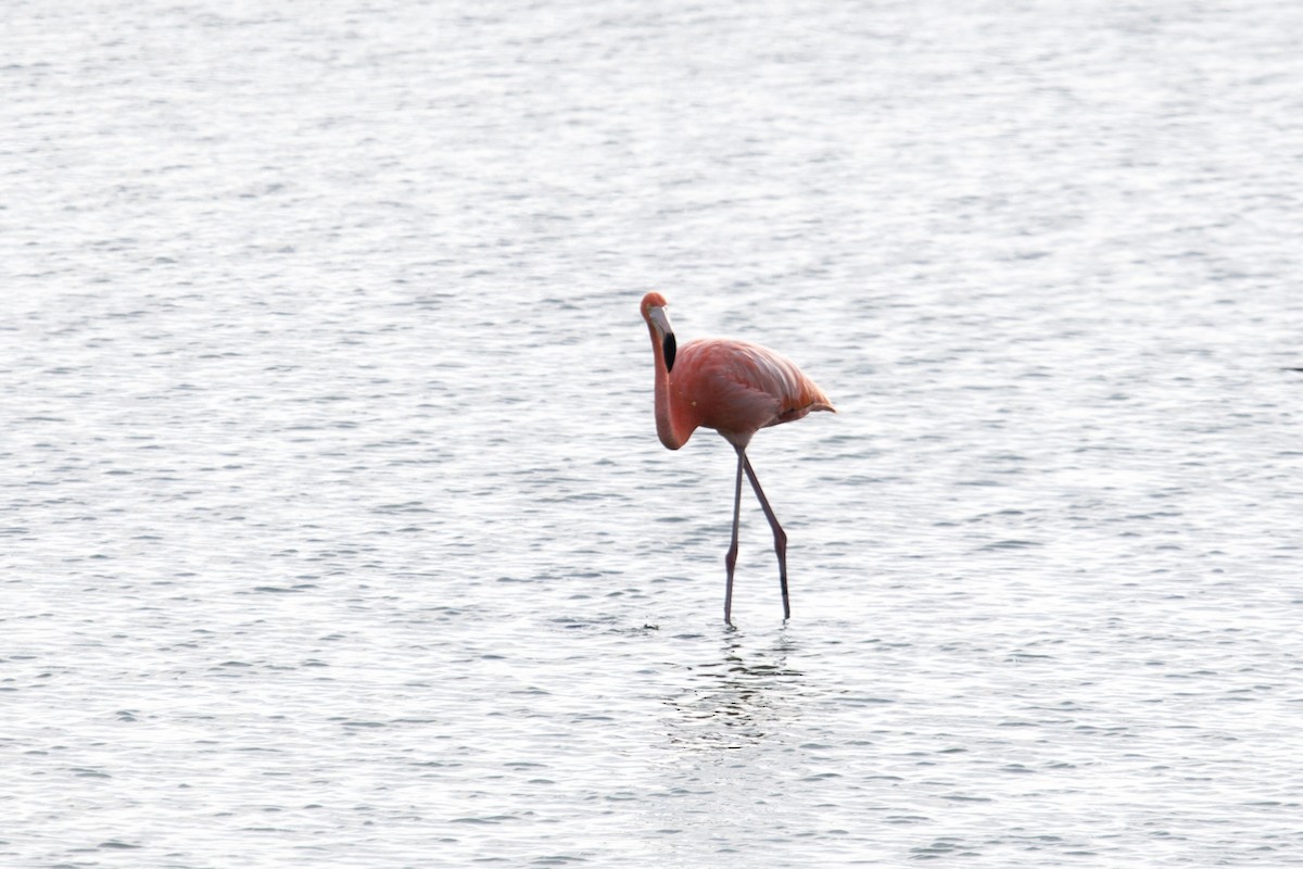 American Flamingo - ML621709703