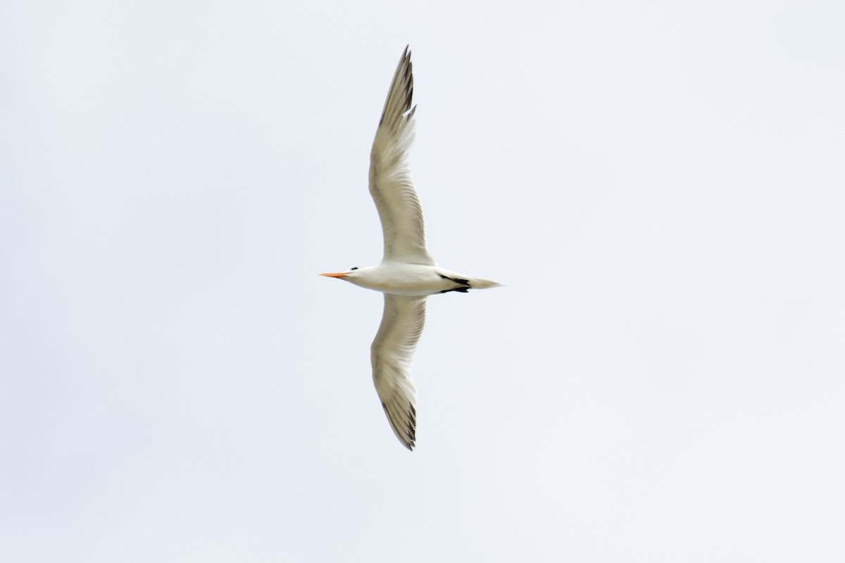 Royal Tern - ML621709746