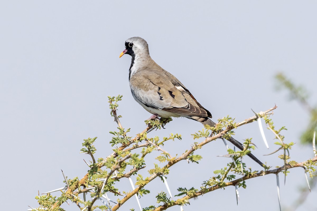 Namaqua Dove - ML621709775