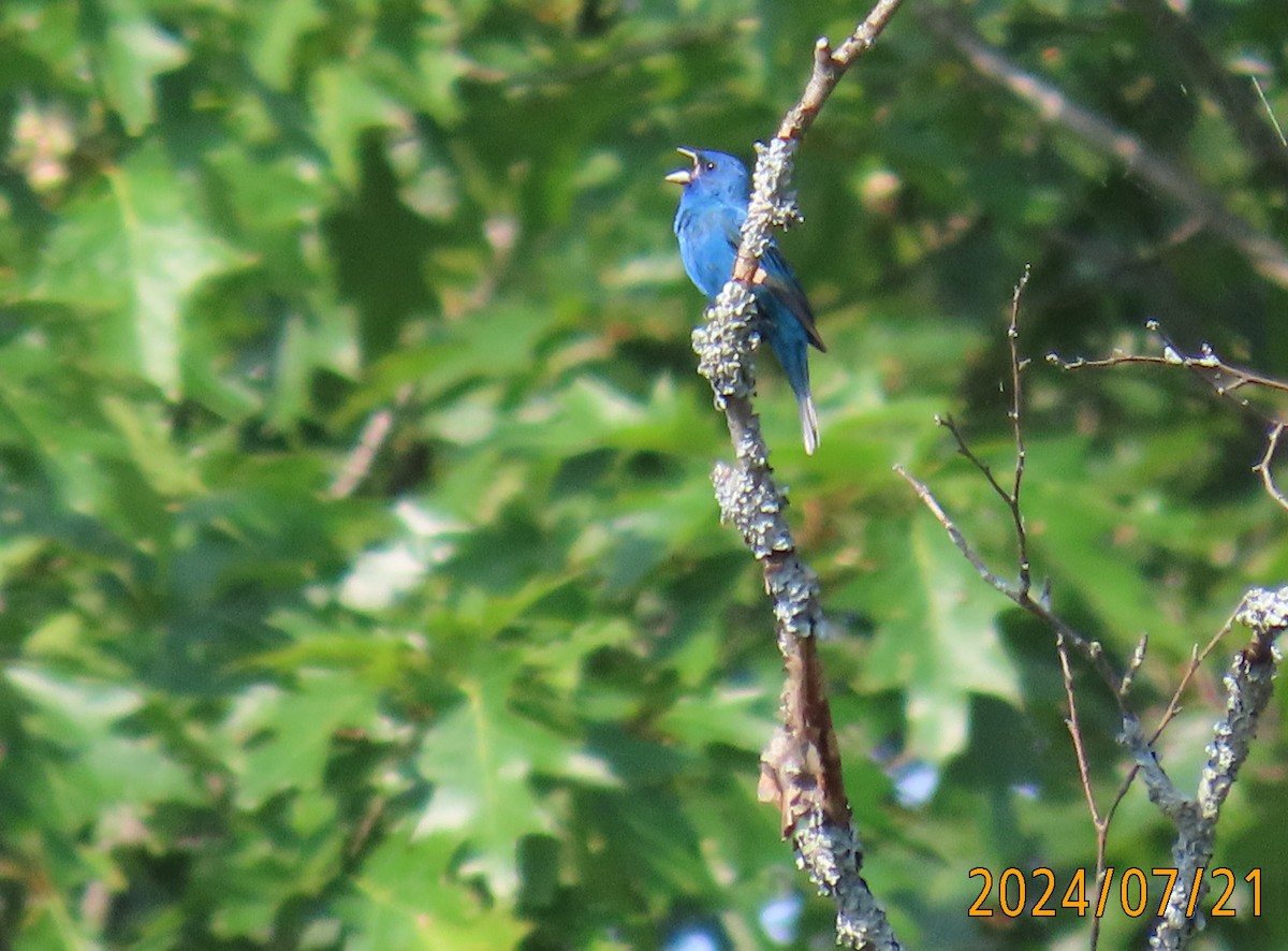 Indigo Bunting - ML621709783