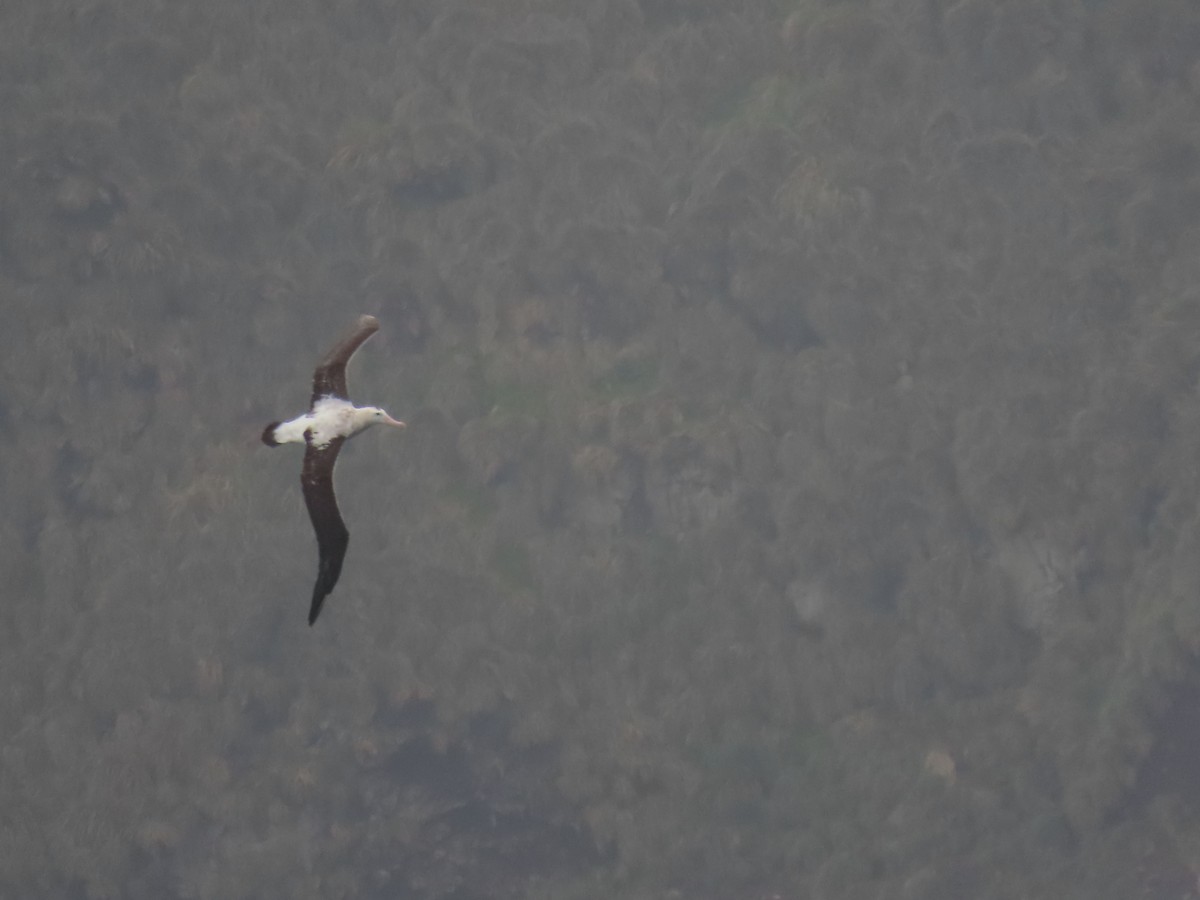 Albatros de Tristan da Cunha - ML621709809