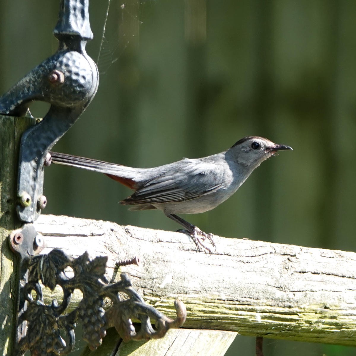 Gray Catbird - ML621709811