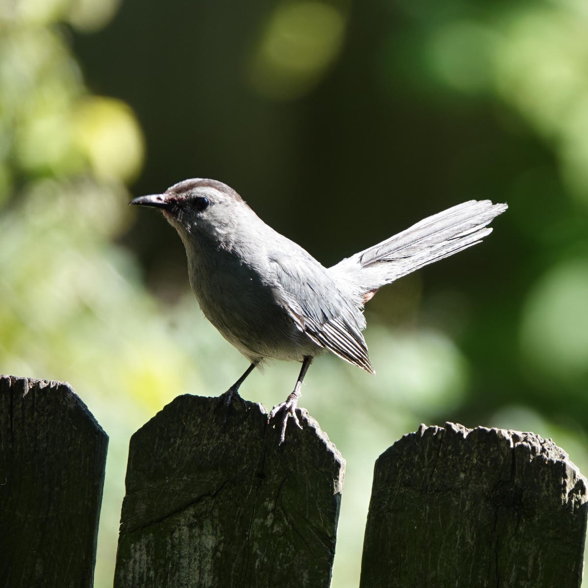 Gray Catbird - ML621709820