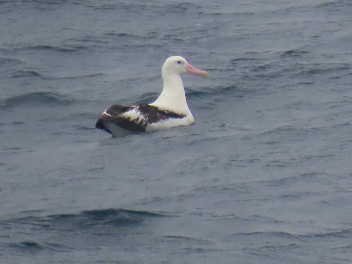 Albatros de Tristan da Cunha - ML621709843