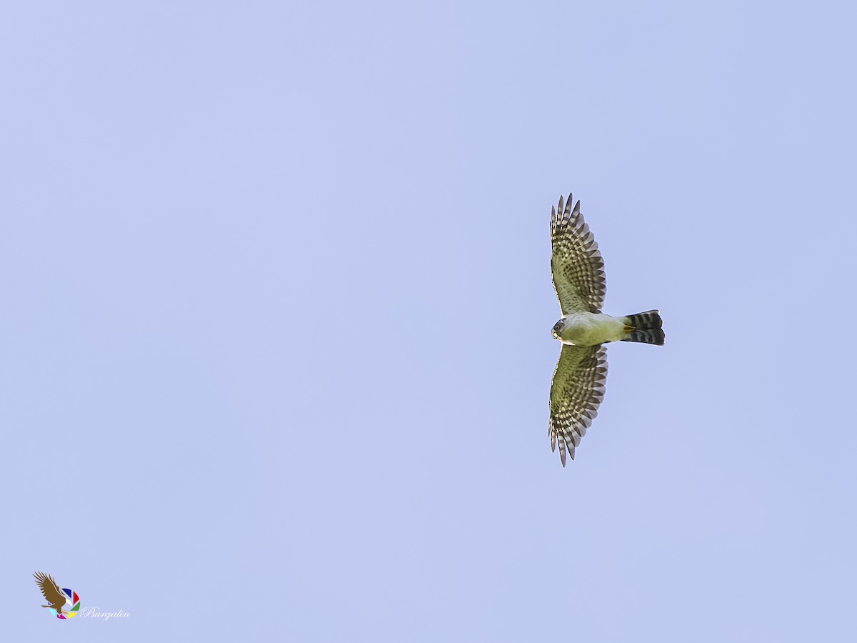 Sharp-shinned Hawk - ML621709850