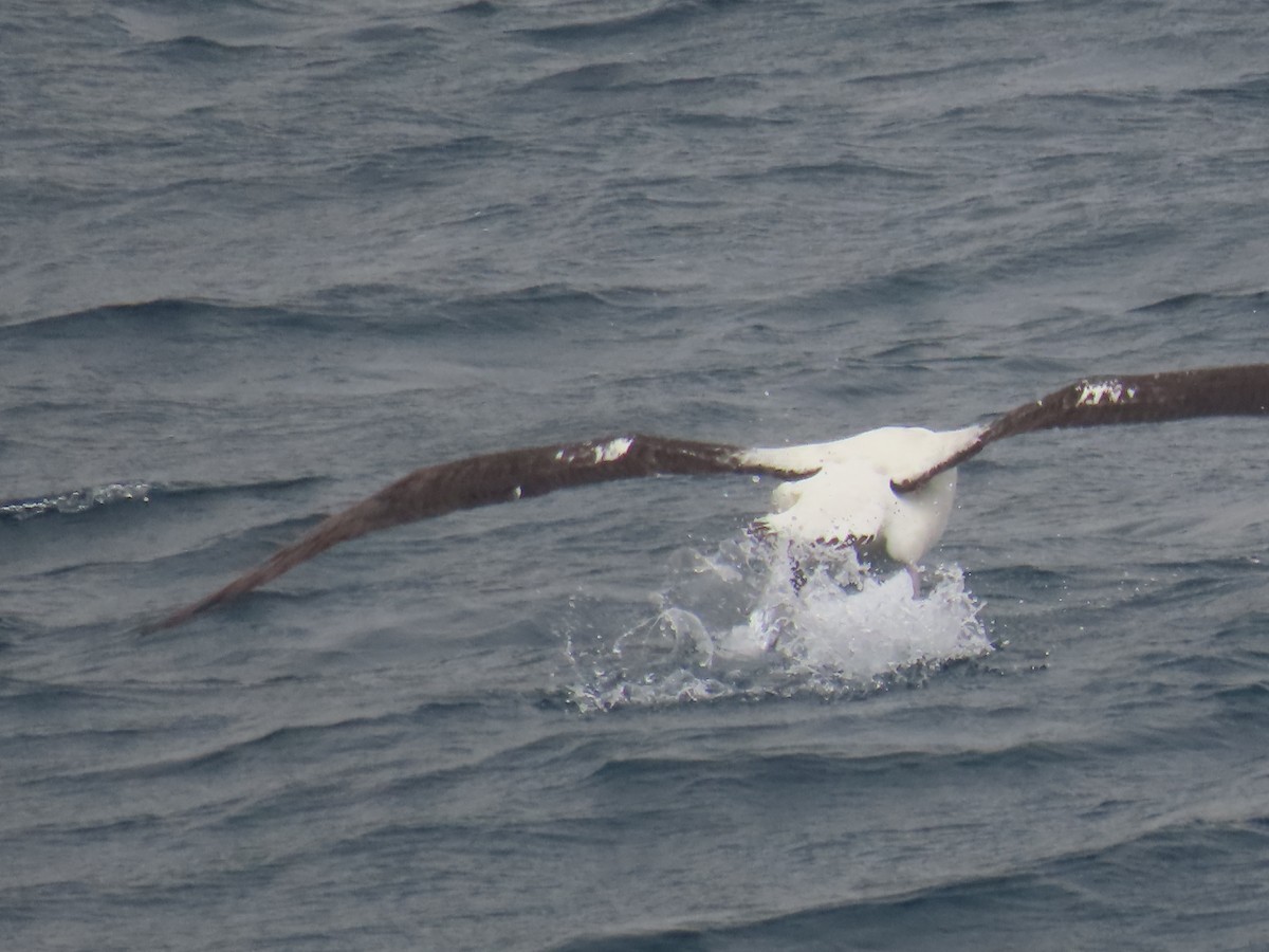 Albatros de Tristan da Cunha - ML621709853