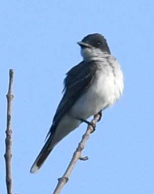 Eastern Kingbird - ML621709854