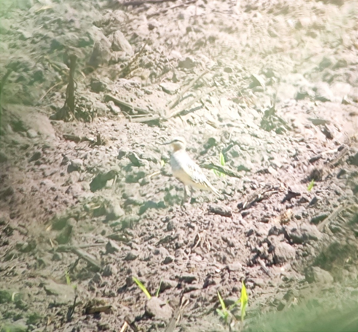 Tawny-throated Dotterel - ML621709866