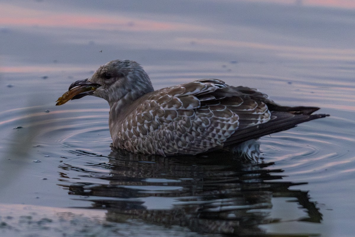 Herring Gull (American) - ML621709869