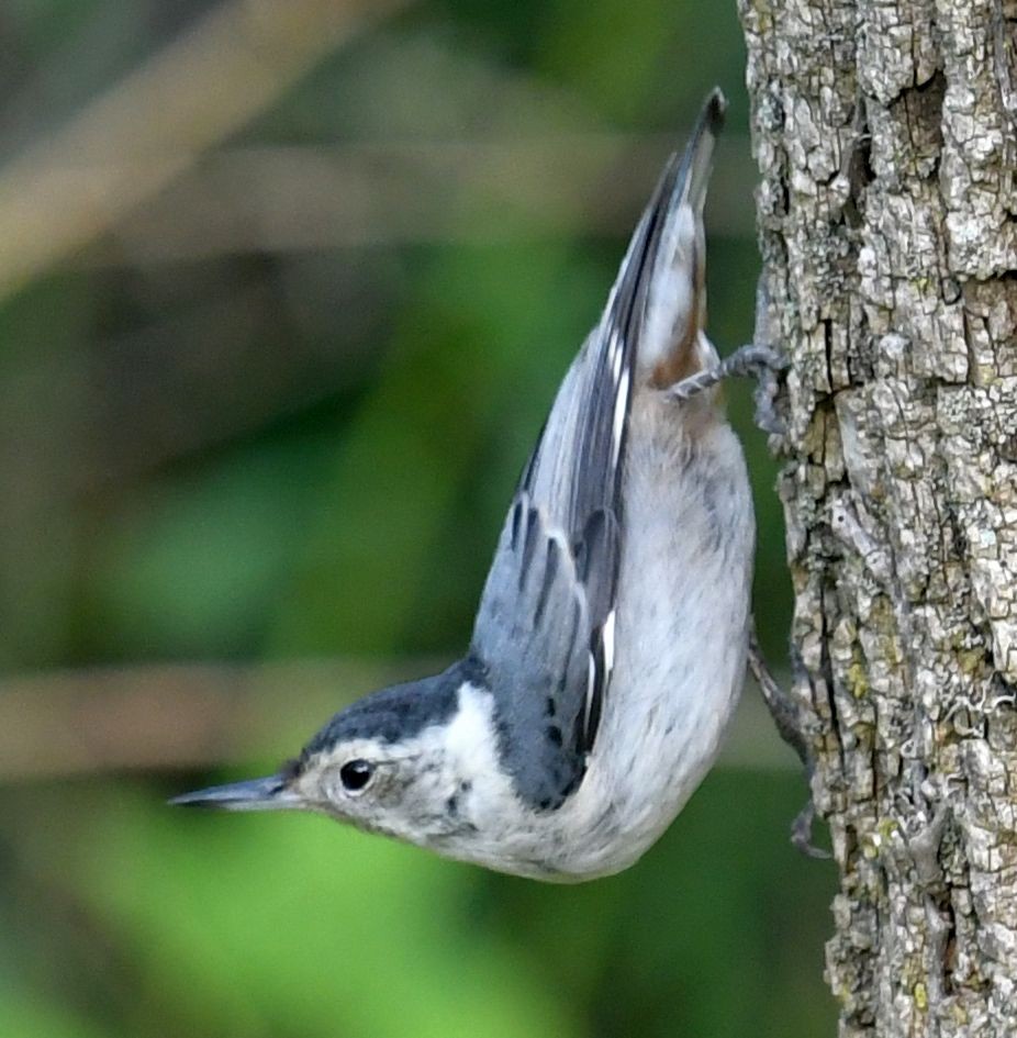 White-breasted Nuthatch - ML621709870