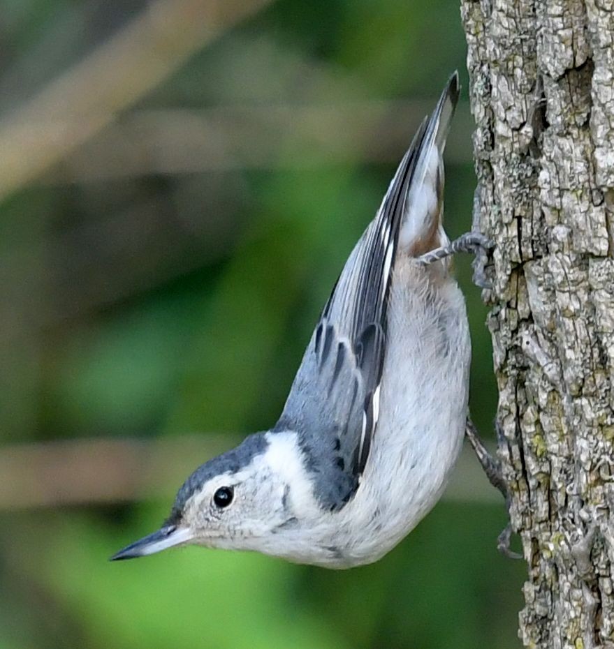 White-breasted Nuthatch - ML621709871