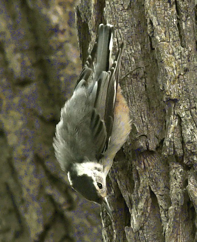 White-breasted Nuthatch - ML621709872