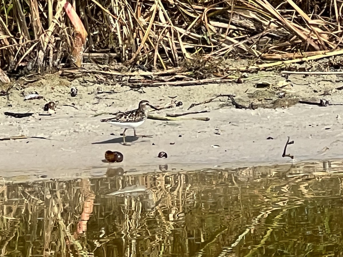 Least Sandpiper - ML621709876