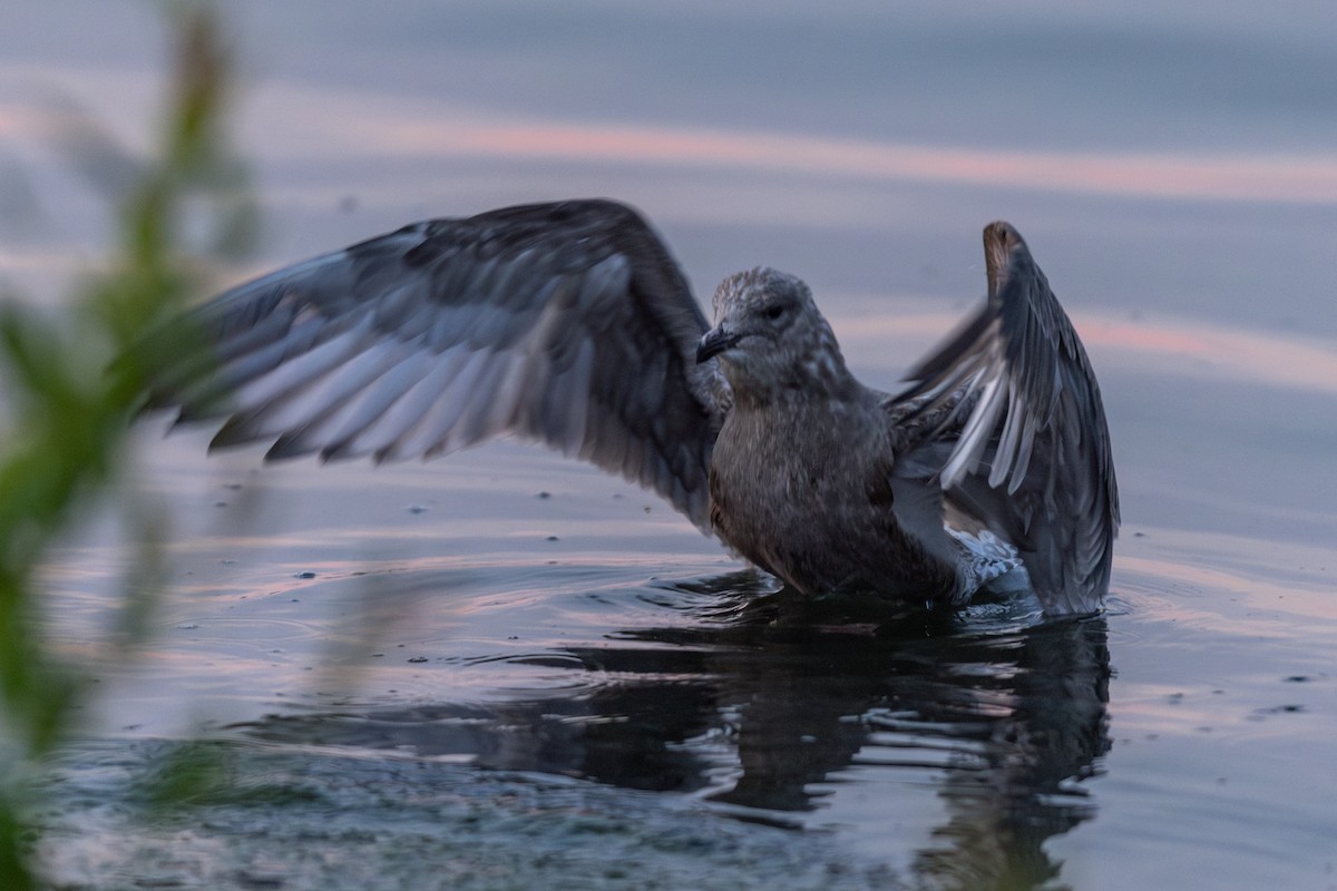 Herring Gull (American) - ML621709877