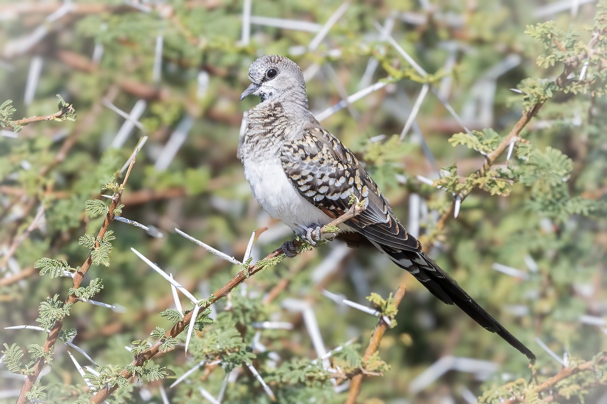 Namaqua Dove - ML621709959