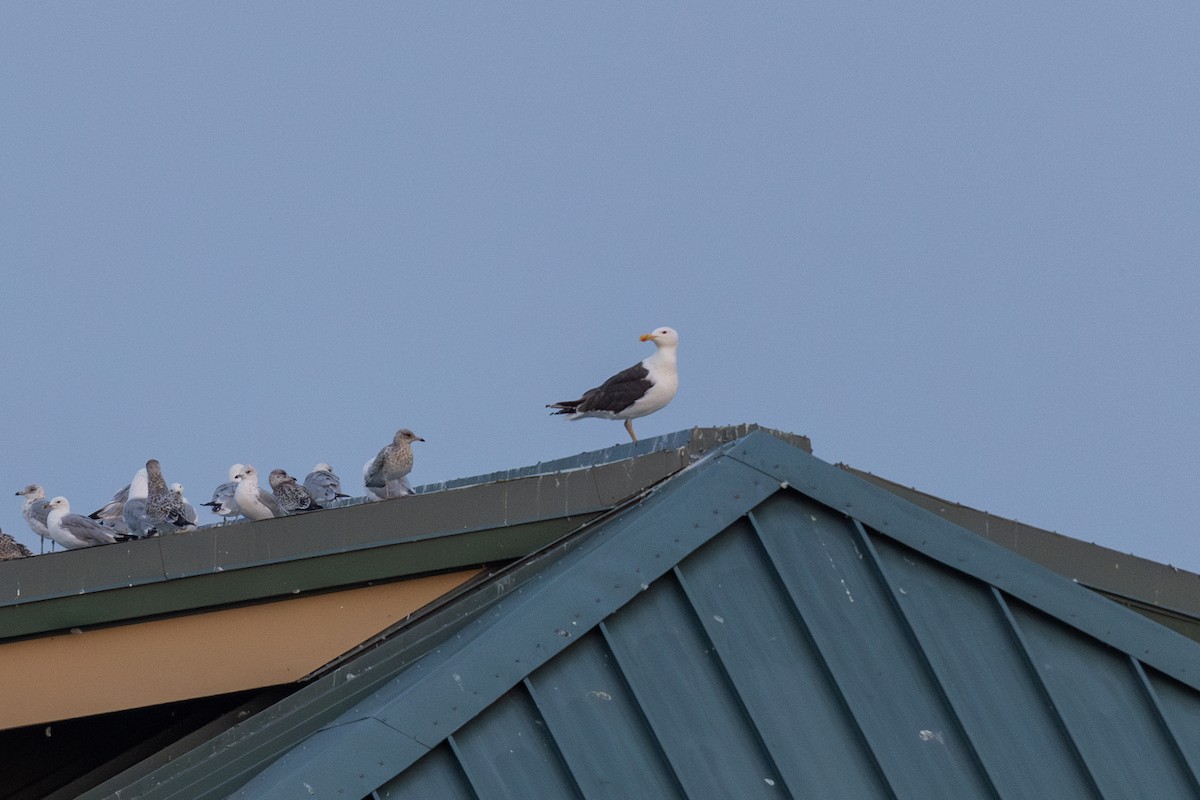 Great Black-backed Gull - ML621709978