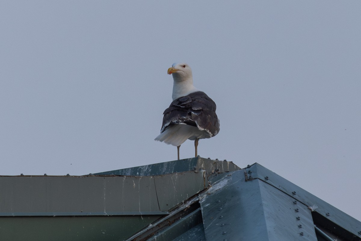 Great Black-backed Gull - ML621709991