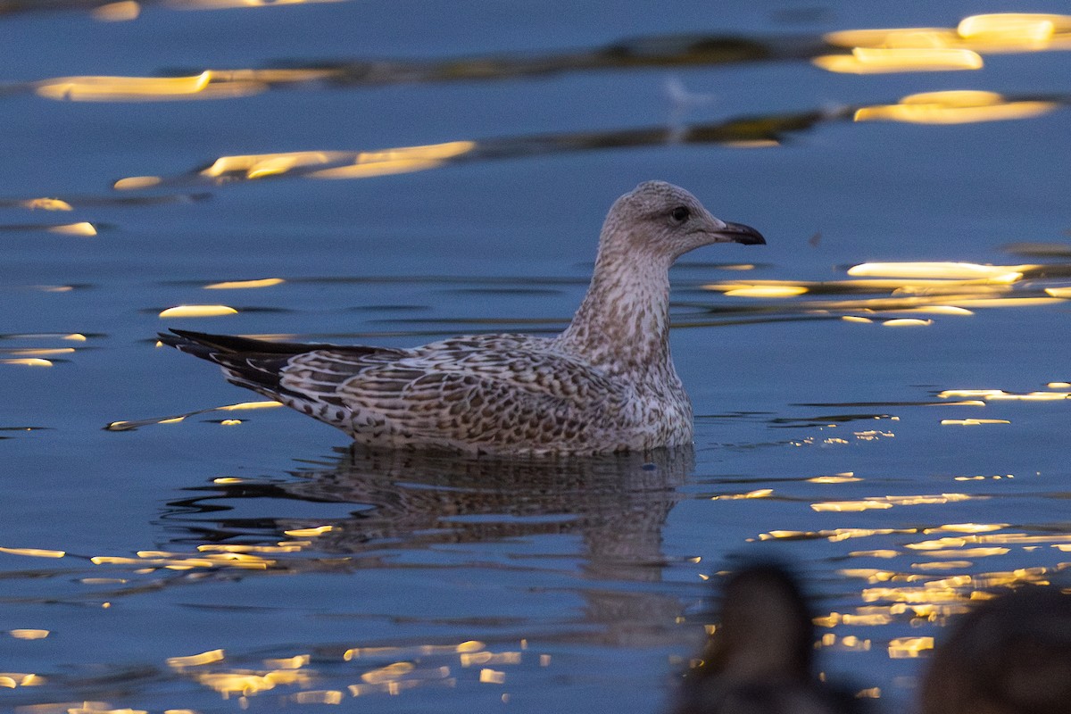 Ring-billed Gull - ML621710002