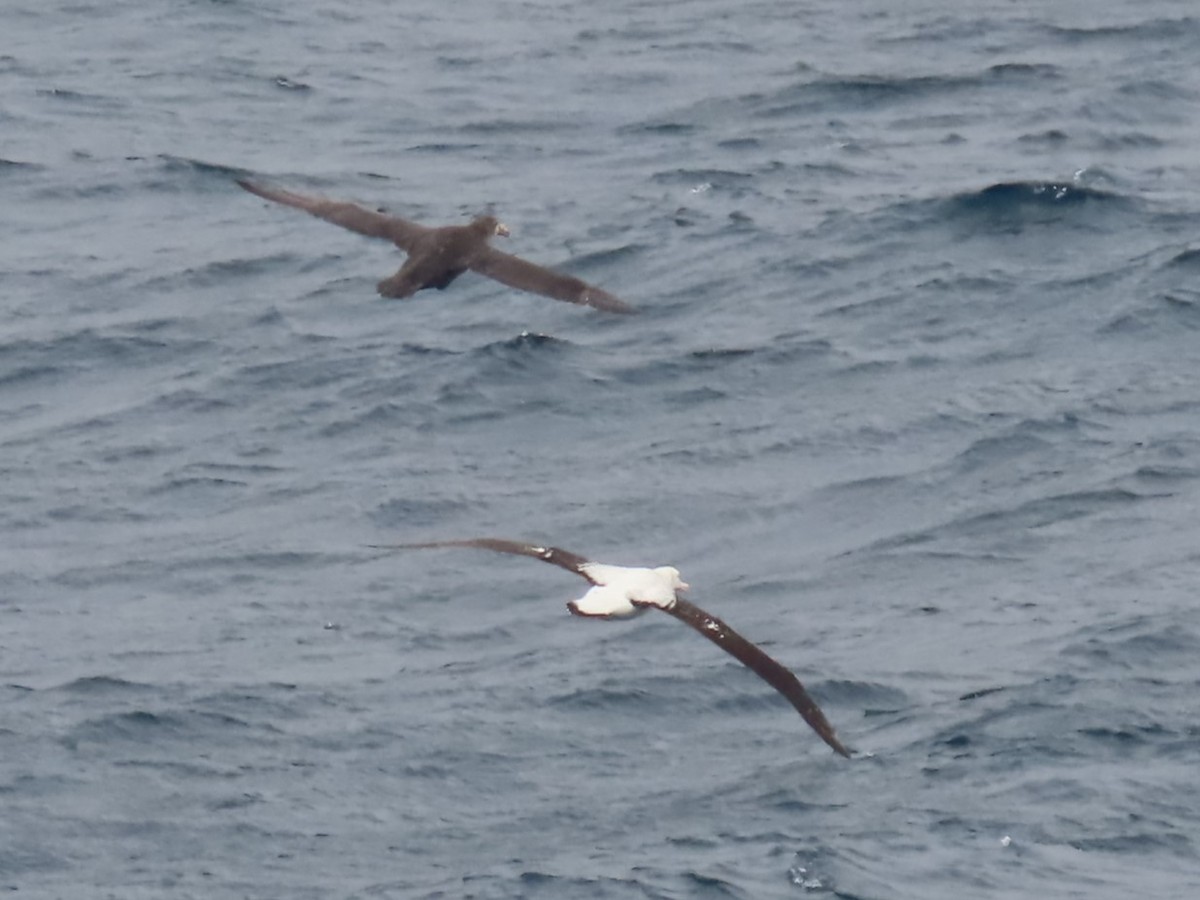 Albatros de Tristan da Cunha - ML621710082