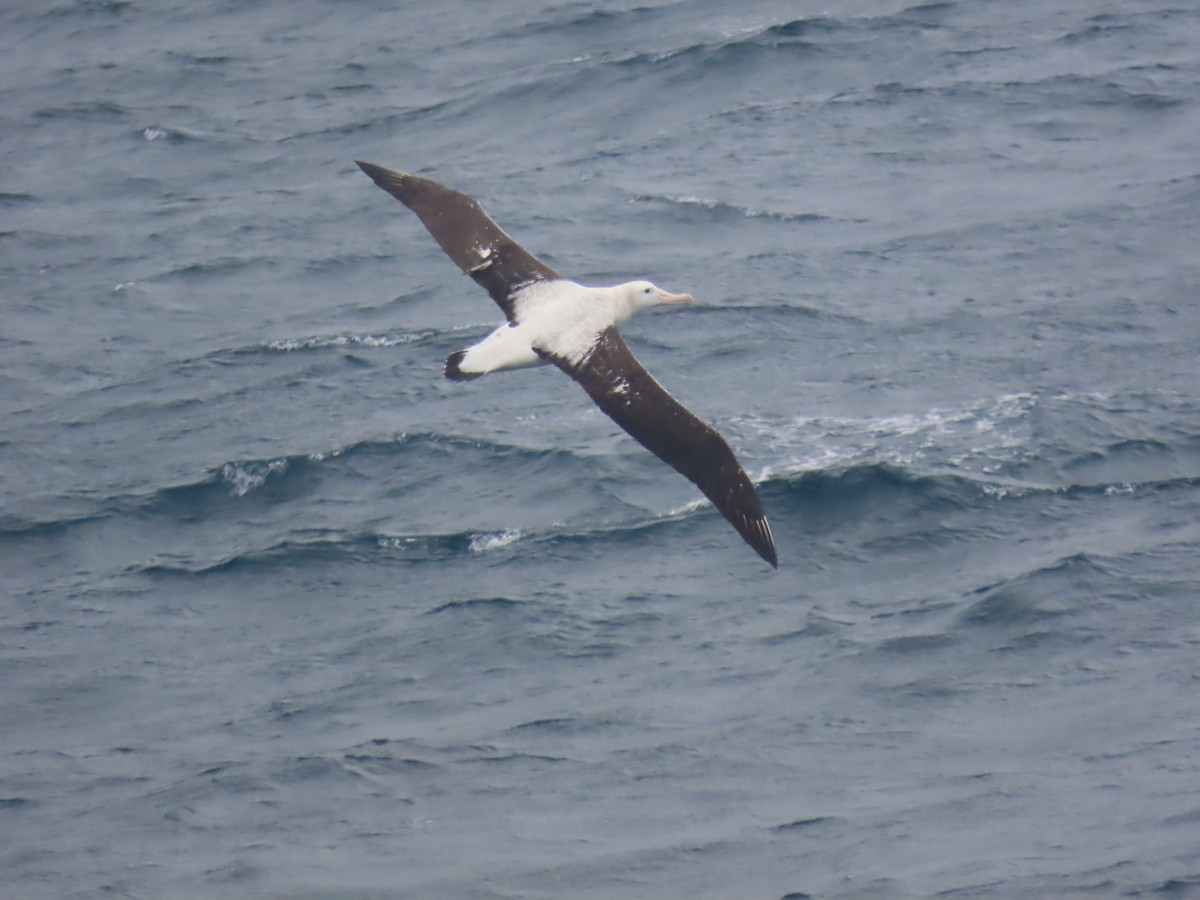 Albatros de Tristan da Cunha - ML621710117