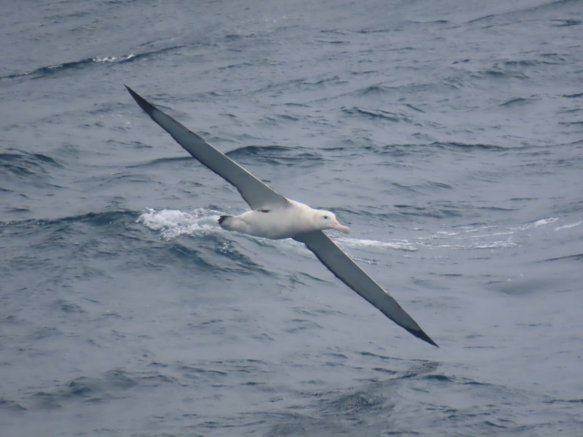 Albatros de Tristan da Cunha - ML621710133