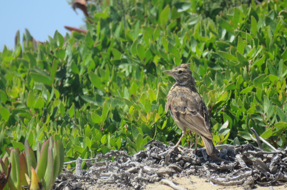 Thekla's Lark - ML621710193