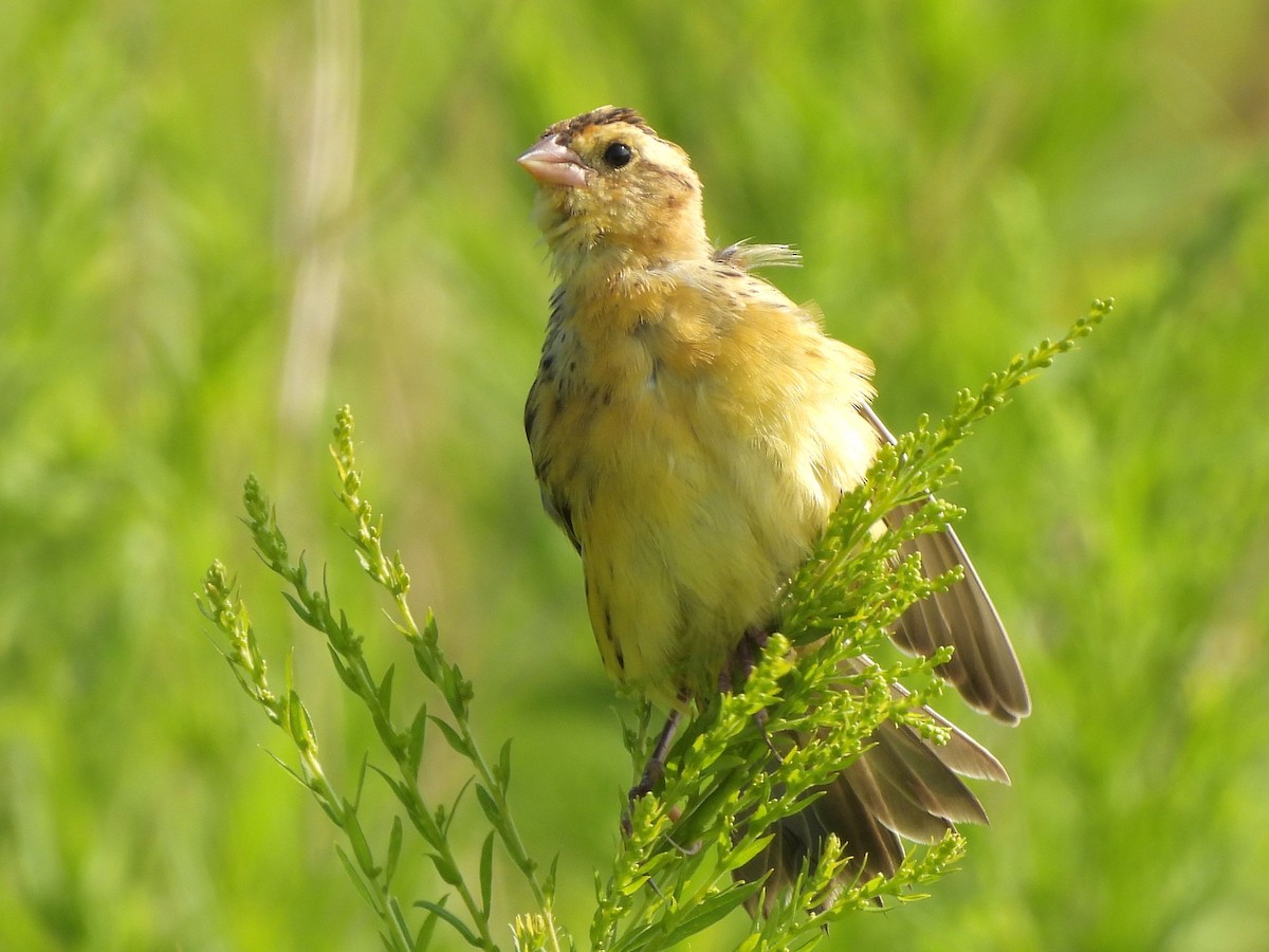 Bobolink - ML621710219