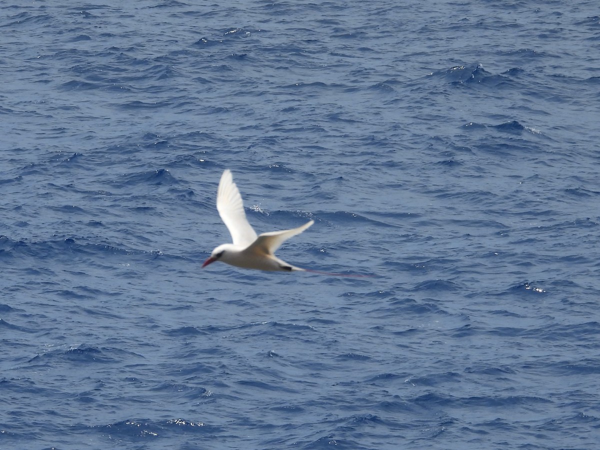 Red-tailed Tropicbird - ML621710221