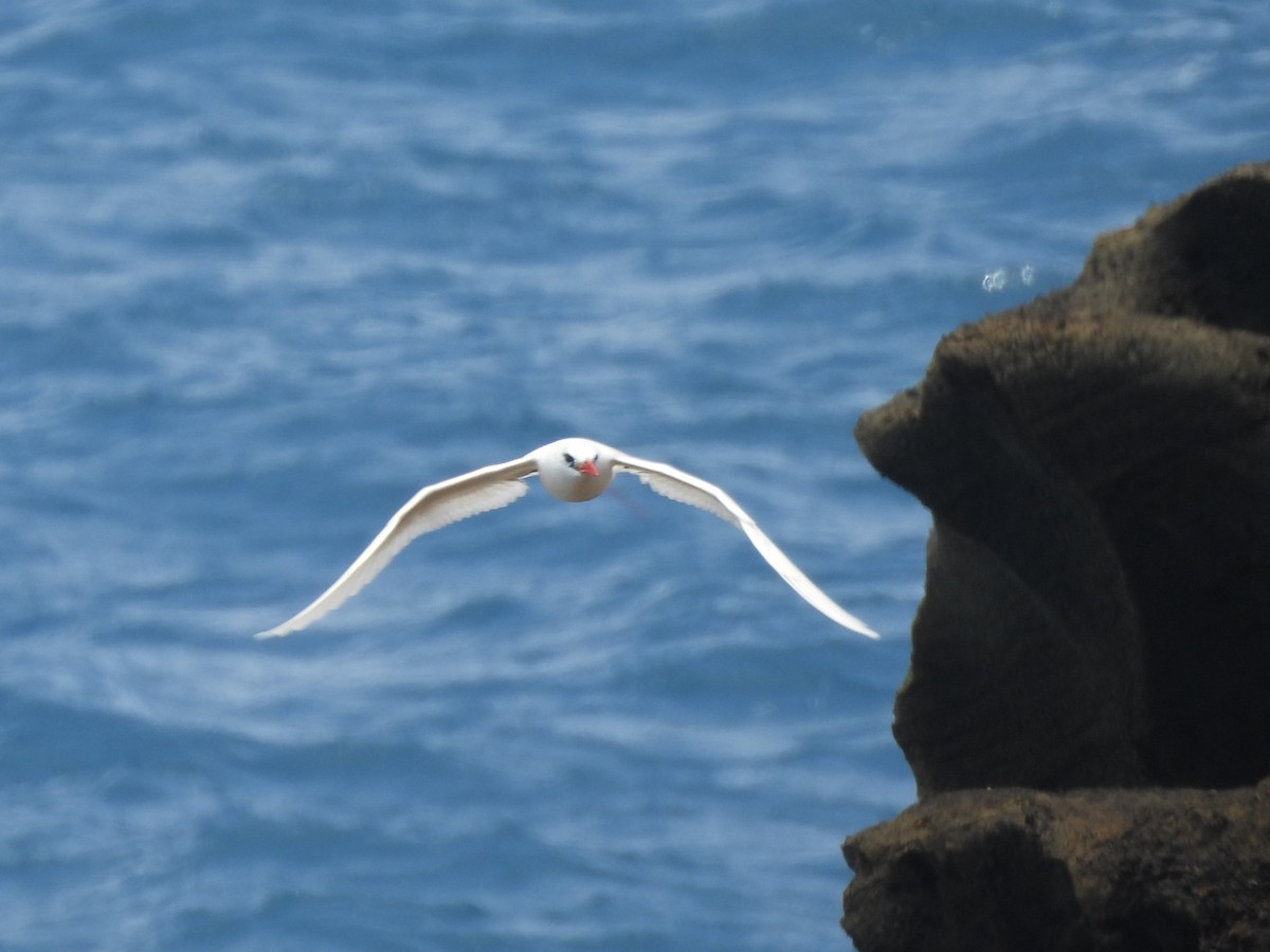 Red-tailed Tropicbird - ML621710222