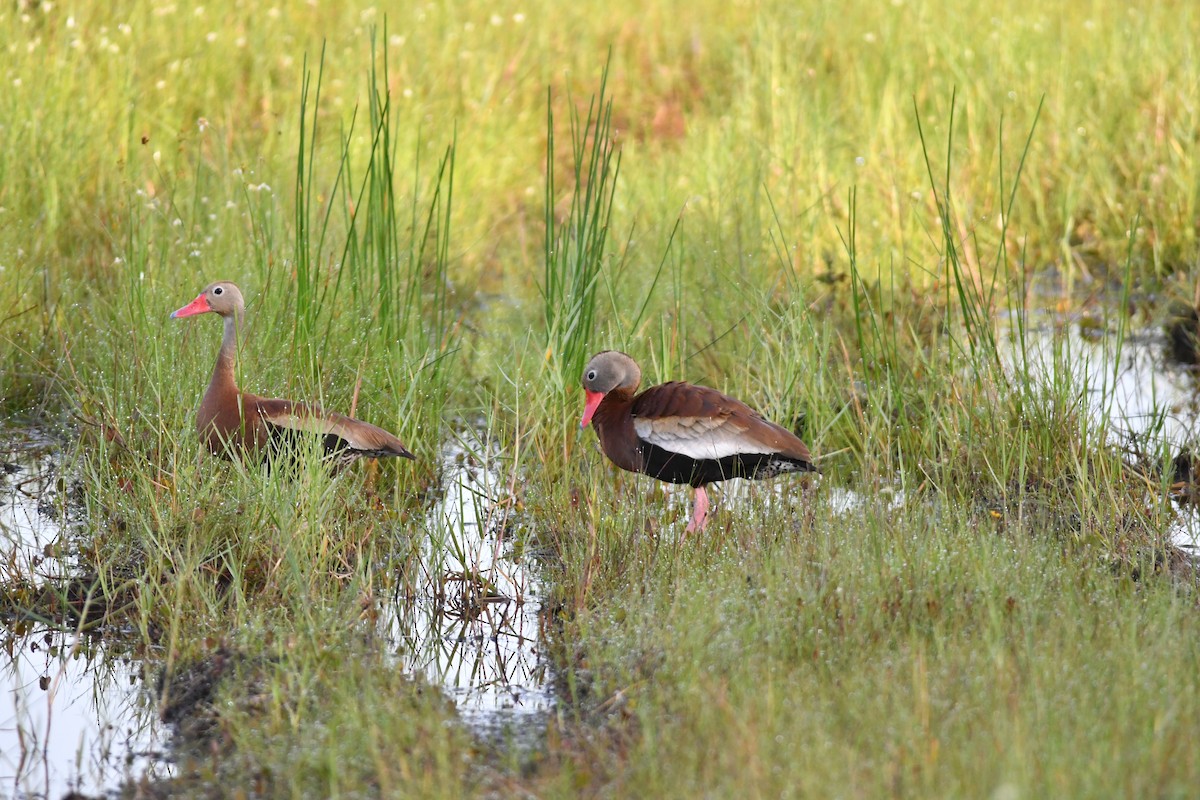 eBird Checklist - 21 Jul 2024 - Sand Hill Crane Park - 16 species