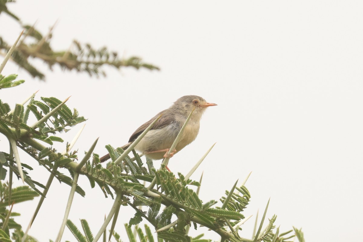 Prinia Modesta - ML621710235