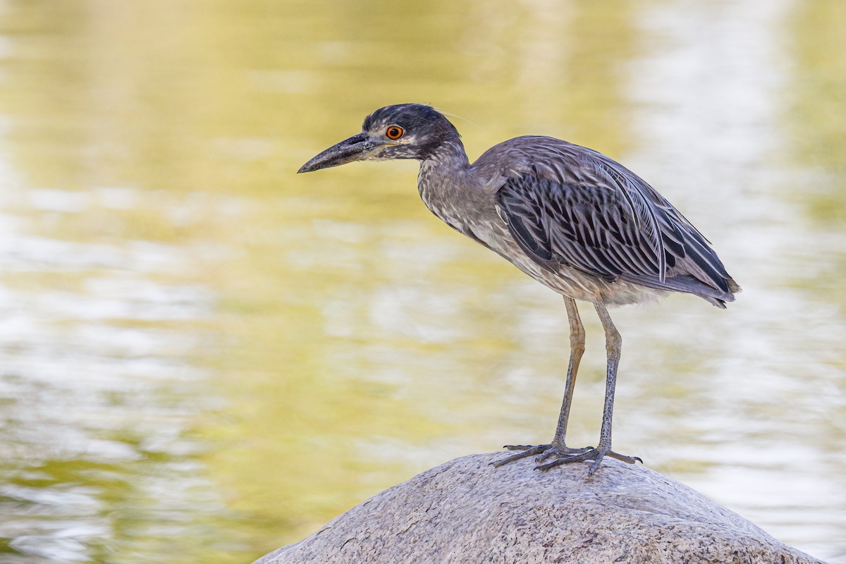Yellow-crowned Night Heron - ML621710260